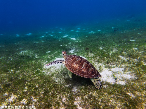 Apo Island 浮潛看海龜